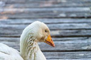 鳳岡縣茶葉出口達(dá)萬(wàn)元