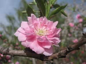 廳黨組成員、總工程師張生福以及廳屬有關(guān)單位負(fù)責(zé)人