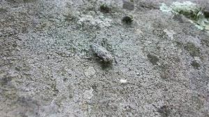 溫縣懷山藥種植區(qū)土壤重金屬含量及污染評價