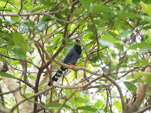 鳳岡縣茶葉出口達(dá)萬元