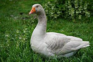 英國仍處于脫歐震蕩期 留學(xué)生就業(yè)難