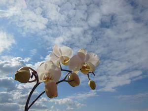 智能熱氣融霜在低溫并聯(lián)制冷系統(tǒng)中的應(yīng)用