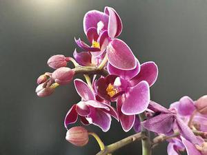 電子探針分析技術(shù)（EPMA）在地學(xué)中的應(yīng)用綜述