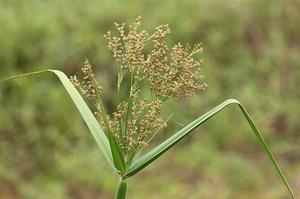 基于STBC的MIMOOFDM系統(tǒng)信道估計方法比較