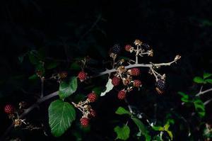 自品牌之內(nèi)容創(chuàng)作
