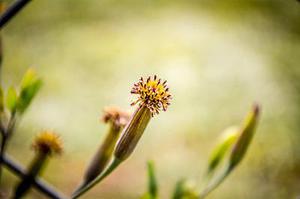 鳳岡縣茶葉出口達萬元