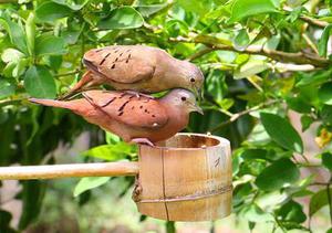 鳳岡縣茶葉出口達(dá)萬(wàn)元