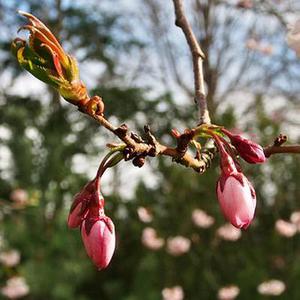 廳黨組成員、總工程師張生福以及廳屬有關(guān)單位負(fù)責(zé)人