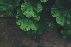 【影像隨筆】貓鏡子
