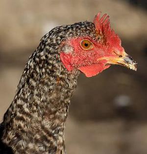 鳳岡縣茶葉出口達萬元