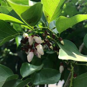 鳳岡縣茶葉出口達(dá)萬元
