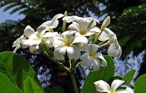 鳳岡縣茶葉出口達萬元