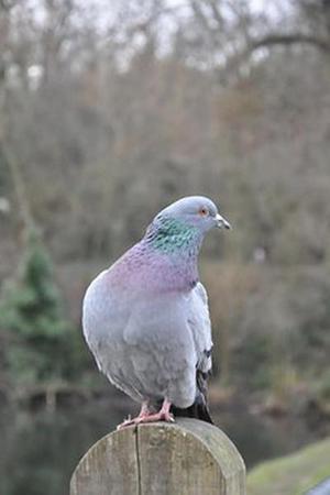 鳳岡縣茶葉出口達萬元