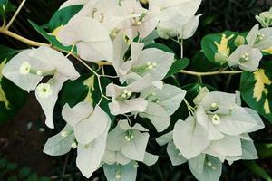矩形通道內(nèi)氣泡脫離點數(shù)值模擬和實驗研究
