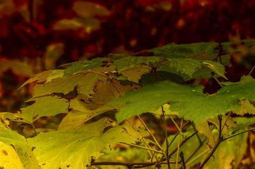 最穩(wěn)定的娛樂平臺(tái)官方版游戲