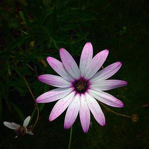 應(yīng)用碳化硅功率器件是提高太陽(yáng)能系統(tǒng)逆變器的可靠性與能效的有效途徑