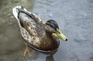 鳳岡縣茶葉出口達萬元