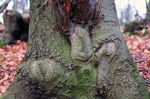 膜生物反應(yīng)器技術(shù)在大型地埋式市政污水處理廠的應(yīng)用