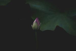 第1143章因?yàn)樗橇诛L(fēng)