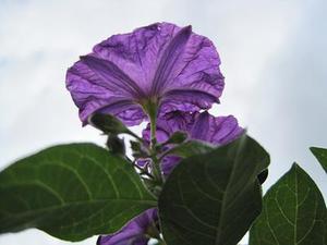 塞拉尼斯將為中國乙醇裝置提供合成氣原料