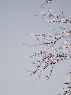 短HRT下AF深度處理城市污水快速啟動(dòng)實(shí)驗(yàn)