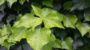 鳳岡縣茶葉出口達萬元