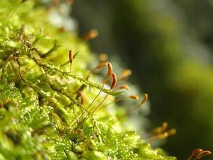 矩形通道內(nèi)氣泡脫離點(diǎn)數(shù)值模擬和實驗研究