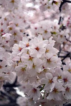 五個(gè)新手創(chuàng)業(yè)的項(xiàng)目，學(xué)習(xí)自用，舉一反三才是創(chuàng)業(yè)的開始