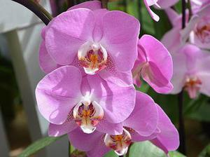 擬南芥高遷移率族蛋白B（AtHMGB）族基因啟動(dòng)子的轉(zhuǎn)錄激活功能