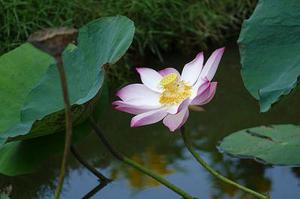 〈詩(shī)〉想念，在落葉紛飛時(shí)
