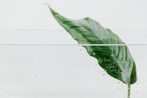 BFC的形成條件和特性分析