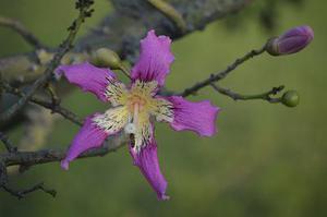 鳳岡縣茶葉出口達(dá)萬元