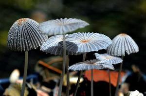 把肖戰(zhàn)放在首位，不跟風意見領袖，尊重原創(chuàng)，肖戰(zhàn)粉絲這次能做到