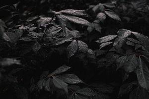 枸杞薊馬垂直活動(dòng)習(xí)性的初步研究