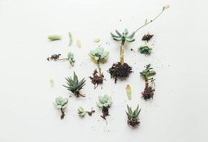 顯現(xiàn)的一抹亮色