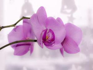 擬南芥高遷移率族蛋白B（AtHMGB）族基因啟動(dòng)子的轉(zhuǎn)錄激活功能