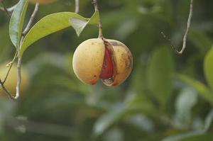 水鄉(xiāng)里的油菜花