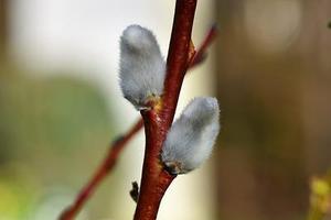 鳳岡縣茶葉出口達(dá)萬元