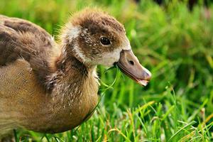 鳳岡縣茶葉出口達萬元