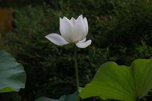 各種手機應(yīng)用也漸漸成了我們關(guān)心的話題之一