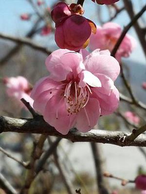 為滿足平安夜大量人流通行