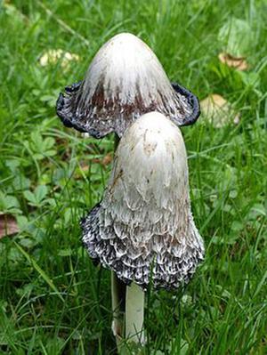 HOPS復(fù)合體蛋白在細(xì)胞自噬過(guò)程中的功能研究