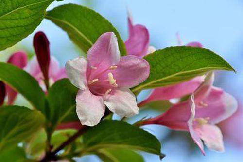 福彩網(wǎng)平臺游戲推薦