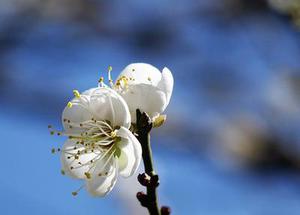 鳳岡縣茶葉出口達(dá)萬元