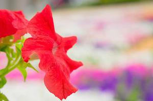 霓虹燈把我的影子拉得長(zhǎng)長(zhǎng)的