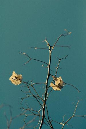 【畢業(yè)季】我們?cè)诳粘抢锏戎S昏