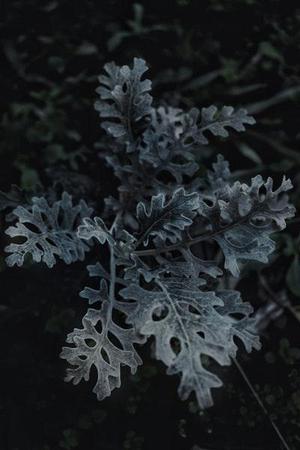 第79章我們是奸商
