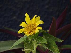 五個(gè)新手創(chuàng)業(yè)的項(xiàng)目，學(xué)習(xí)自用，舉一反三才是創(chuàng)業(yè)的開(kāi)始