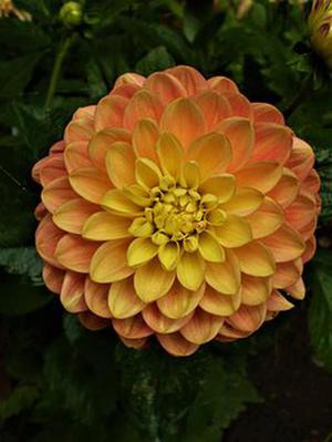 顯現(xiàn)的一抹亮色