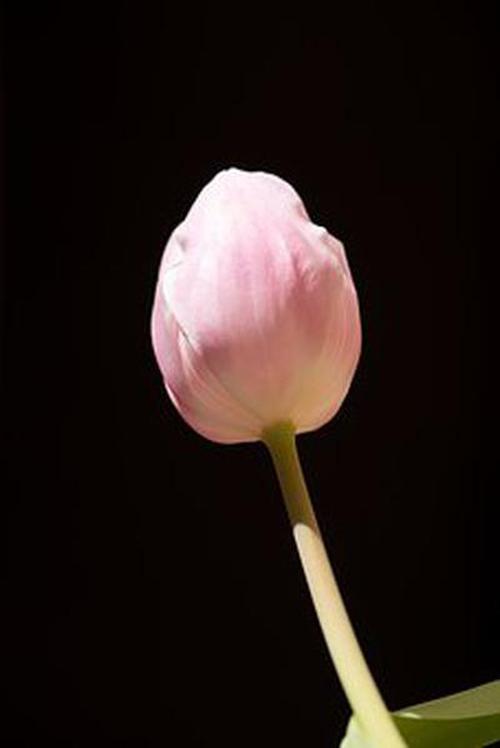 yabo網(wǎng)頁(yè)版特色引導(dǎo)